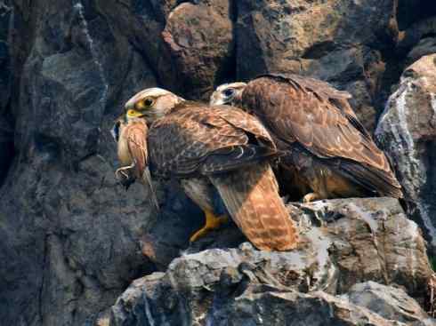 家禽驯化之源之六