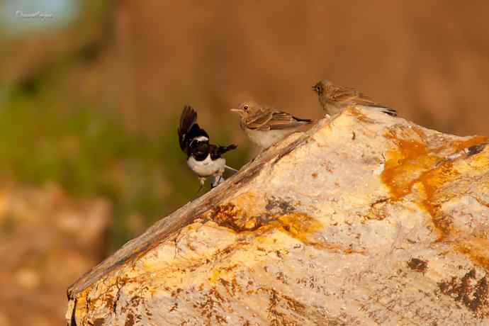 白顶鵖育雏 白顶鵖育雏