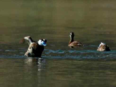 白头鸟系列：另类的美丽（白头硬尾鸭）
