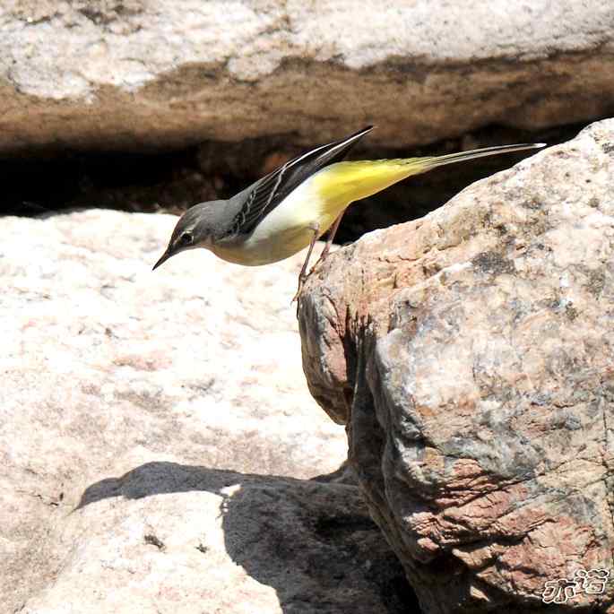 河北平山 wbr路 wbr灰鹡鸰 河北平山 wbr路 wbr灰鹡鸰