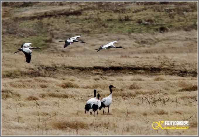 云南大山包鈥敽诰焙椎奶焯谩菊掌