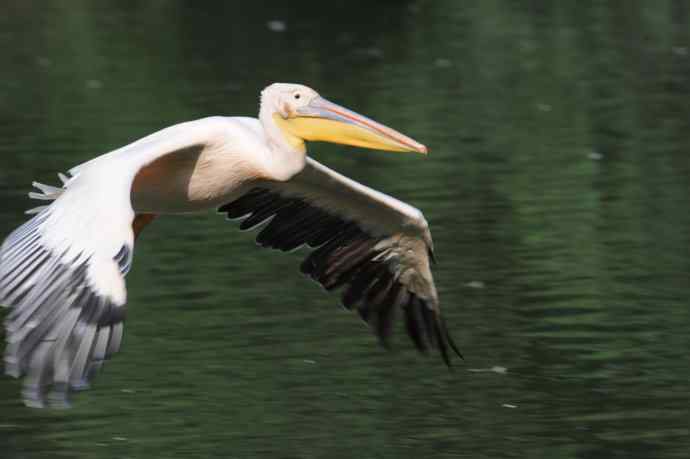 再拍大鹈鹕 wbr wbr4 再拍大鹈鹕 wbr wbr4