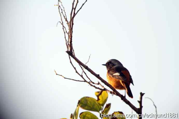 崇明东滩湿地公园十一月鸟况-望远镜打鸟