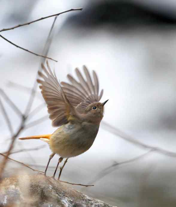洋县两天观鸟，秦岭如此美妙！