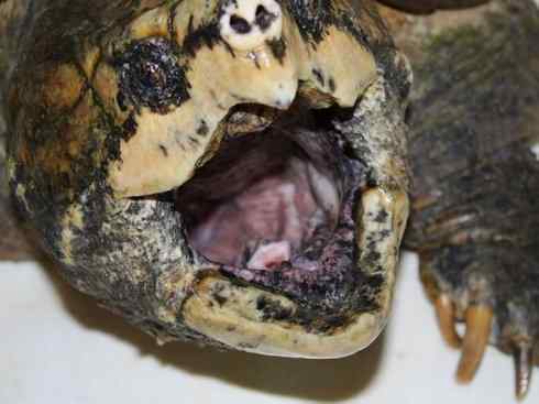 玄武：传说的兽原型探秘（鳄龟）