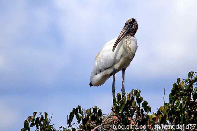 美国鸟类摄影——林鹳