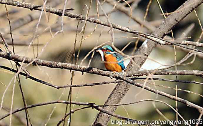 捕鱼全过程（纪实）
