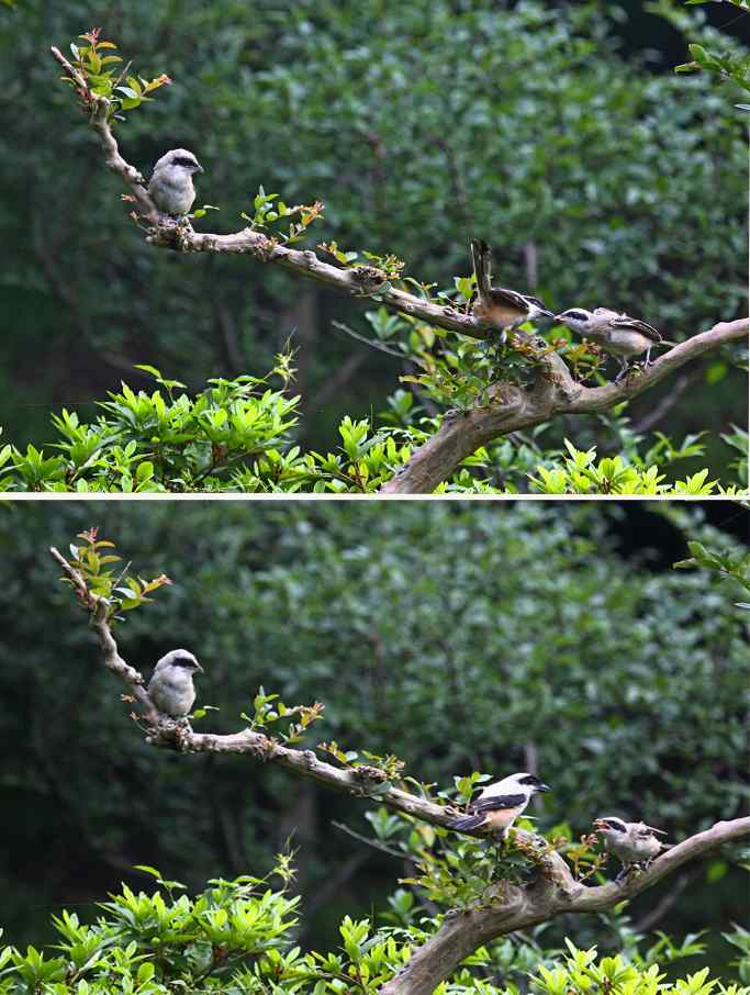 207.小伯劳成长记（3）亲鸟育儿篇