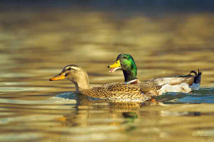 绿头鸭 绿头鸭