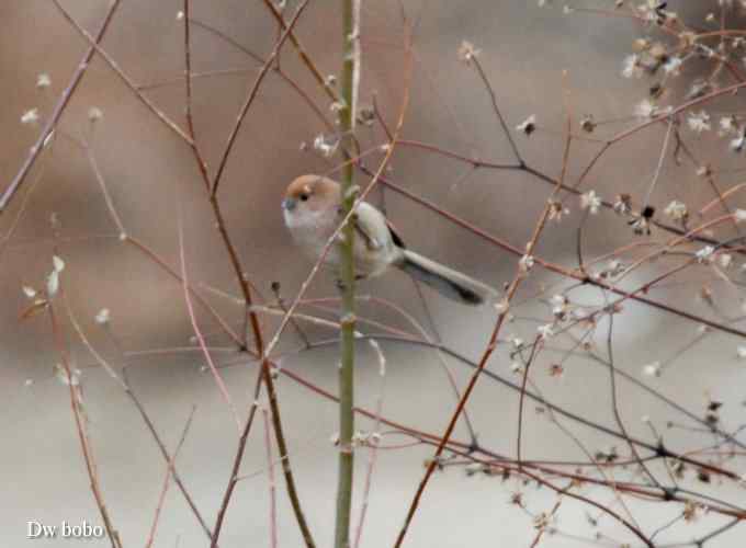 棕头鸦雀 wbr憨态可掬