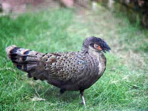 凤凰：传说中的鸟原型探秘（孔雀雉）