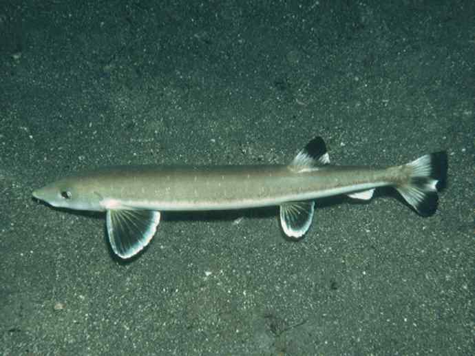 鱼类活化石：虱目鱼