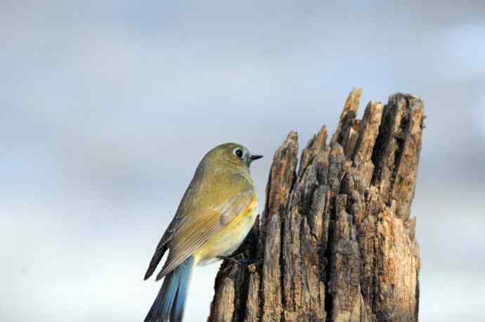 雌性红胁蓝尾鸲(24)