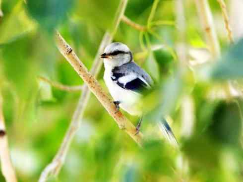 白头鸟系列：另类的美丽6