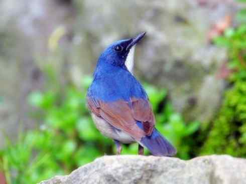 家禽驯化之源之二十七