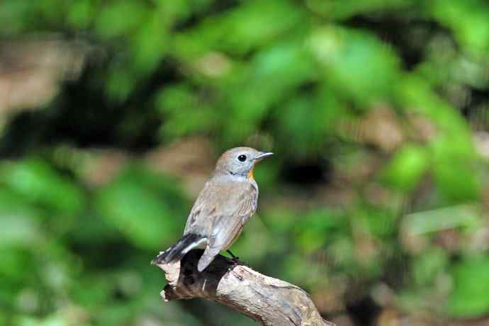 雄性红喉姬鹟（4）