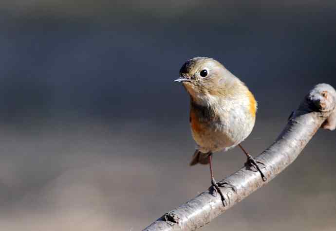 雌性红胁蓝尾鸲(41) 雌性红胁蓝尾鸲(41)