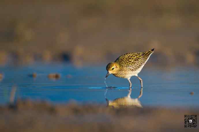 一组野鸭湖的鸻(heng)鹬(yu)类鸟