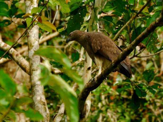 犬科:犬亚科犬属之貉 犬科:犬亚科犬属之貉