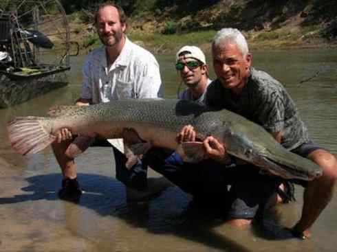 鱼类活化石:鳄雀鳝 鱼类活化石:鳄雀鳝