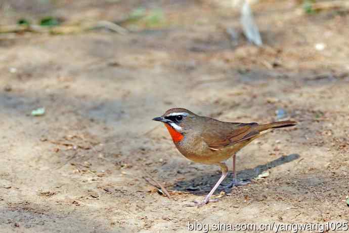 雄性红喉歌鸲（19）