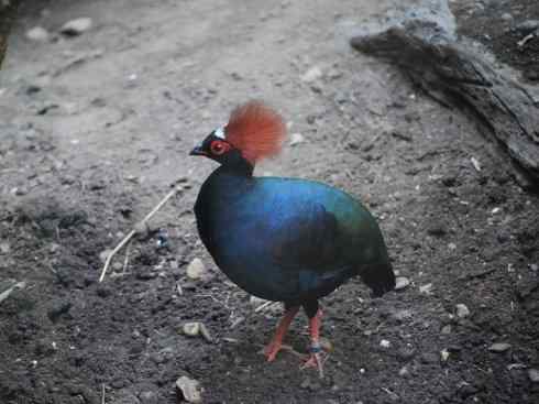 凤凰:传说中的鸟原型探秘(大眼斑雉) 凤凰:传说中的鸟原型探秘(大眼斑雉)