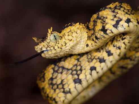 龙：传说的兽原型探秘（蝰蛇类）