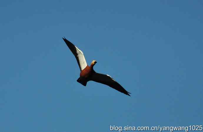 飞 wbr（赤麻鸭） wbr1