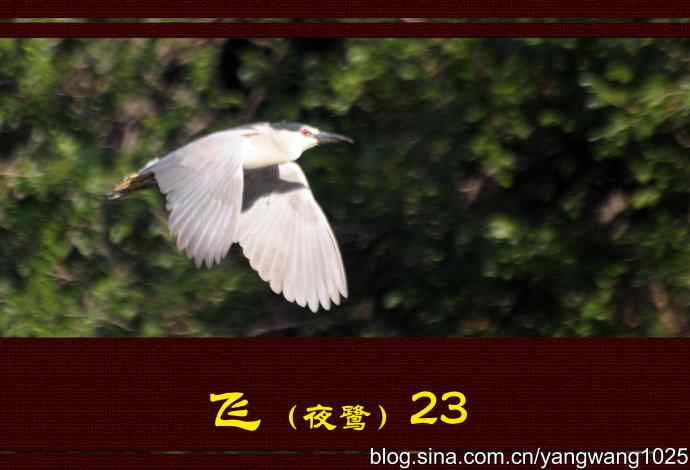 北京动物园的鸟类——飞（夜鹭）23