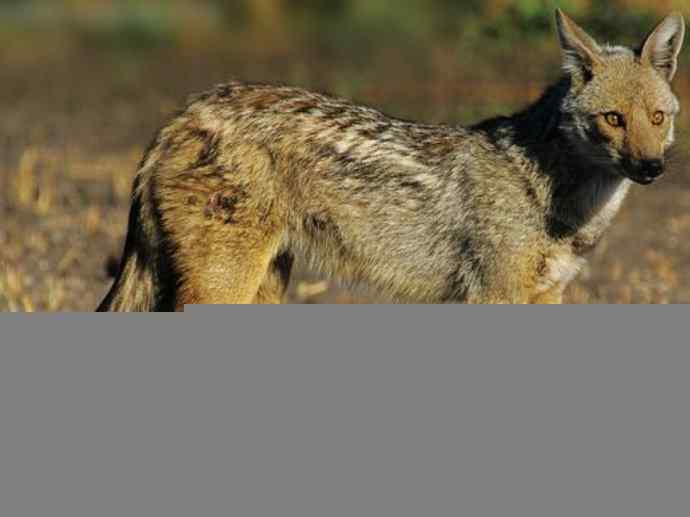 犬科：犬亚科犬属之西门豺、侧纹豺（胡狼类）