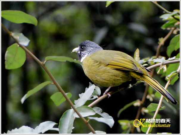 鈥湸蚰疋澦嫦搿菊掌 鈥湸蚰疋澦嫦搿菊掌