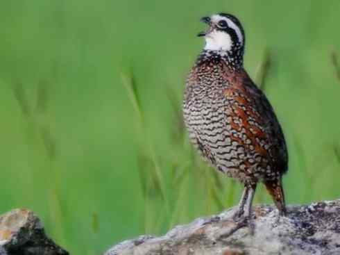 凤凰:传说中的鸟原型探秘(大眼斑雉) 凤凰:传说中的鸟原型探秘(大眼斑雉)