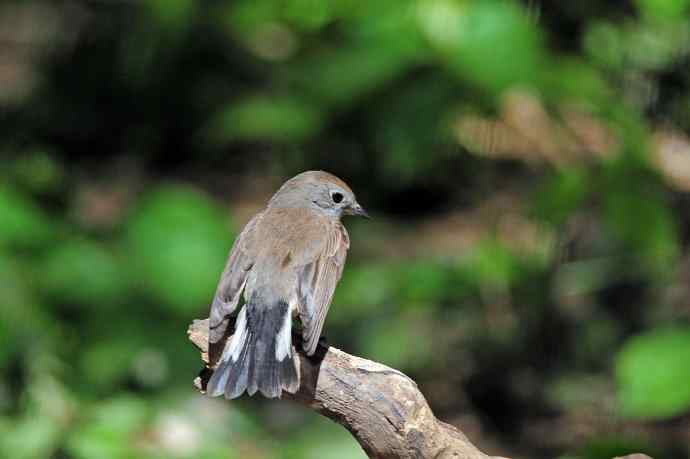 雄性红喉姬鹟（4）