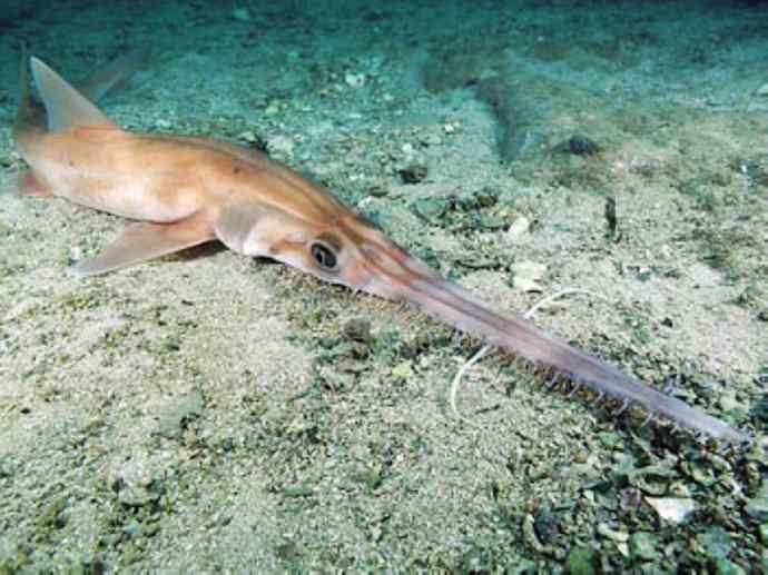 鱼类活化石：锯鳐