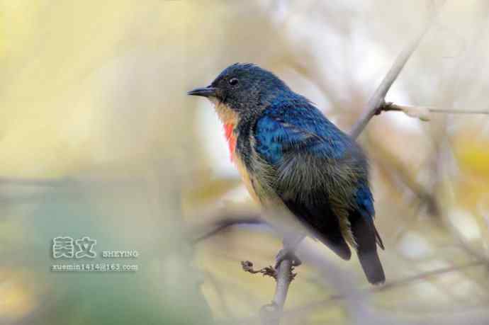 四川西昌鸟类摄影——红胸啄花鸟