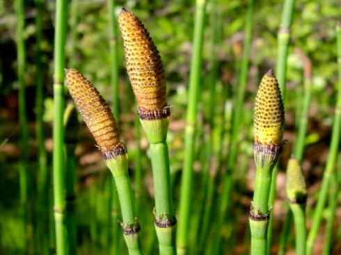 鱼类活化石：匙吻鲟科
