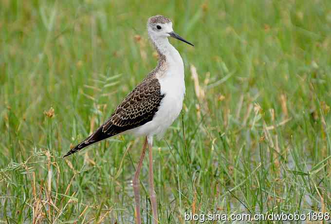 鸬鹚红腿儿和麦鸡鈥斺斈诿晒勰裥校ㄋ模