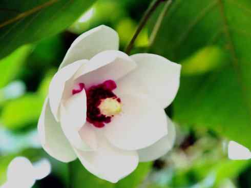 鱼类活化石：非洲肺鱼