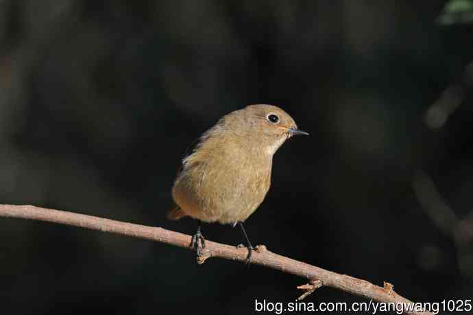 雌性北红尾鸲（3）