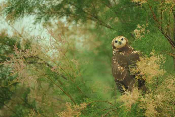 野鸭湖俏皮小隼与新宠白腹鹞