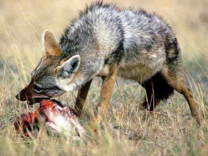 犬科：犬亚科犬属之金豺、黑背豺（胡狼类）