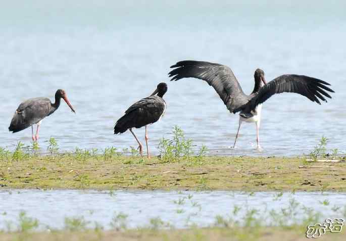 白河堡&nbsp;wbr路&nbsp;wbr路遇黑鹳
