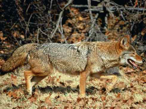 犬科:犬亚科犬属之郊狼、红狼 犬科:犬亚科犬属之郊狼、红狼