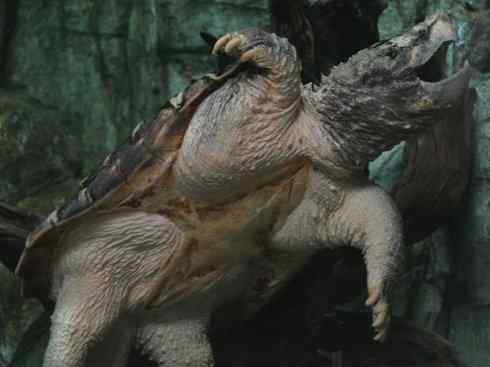 玄武：传说的兽原型探秘（鳄龟）