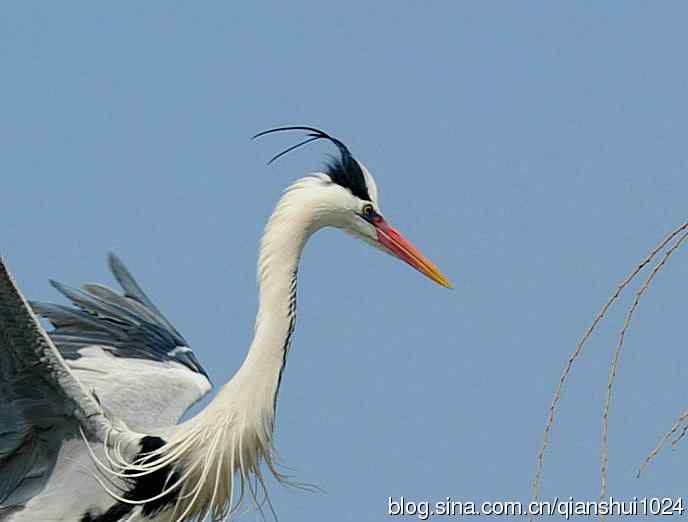蓝天下勤劳的苍鹭