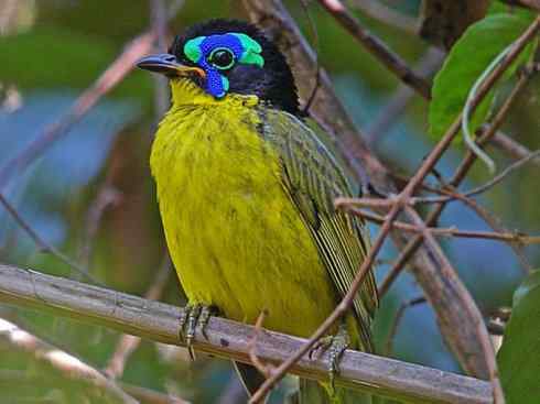 绝色攀禽：佛法僧目之地鴗