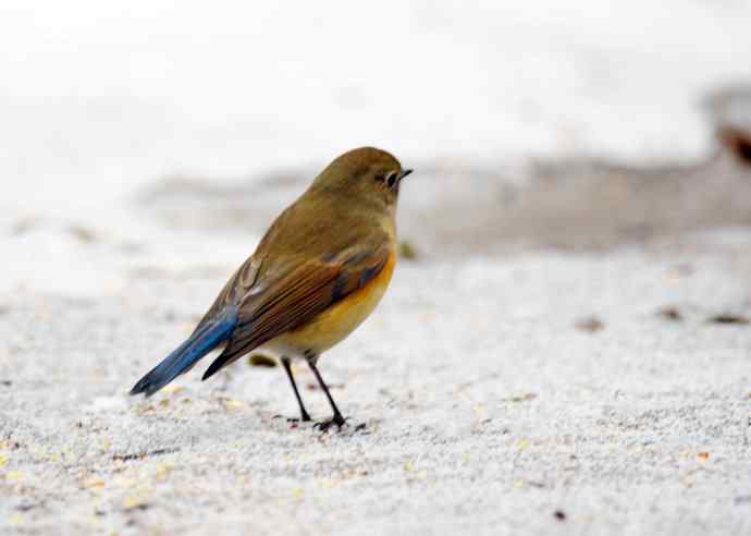 相逢在小雪中 相逢在小雪中
