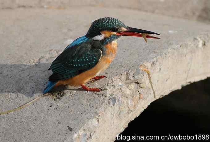 新年第一炮:小翠抓虾 新年第一炮:小翠抓虾