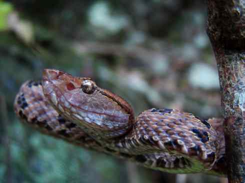 龙:传说的兽原型探秘(蝮蛇类) 龙:传说的兽原型探秘(蝮蛇类)