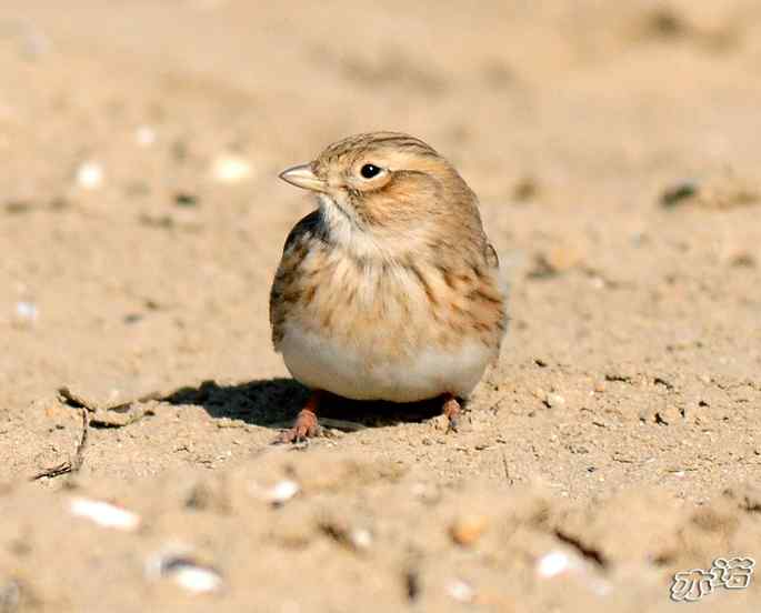 官厅水库&nbsp;wbr路&nbsp;wbr凤头百灵和短趾百灵